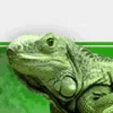 iguana poza discord|Lizard Iguana GIFs .